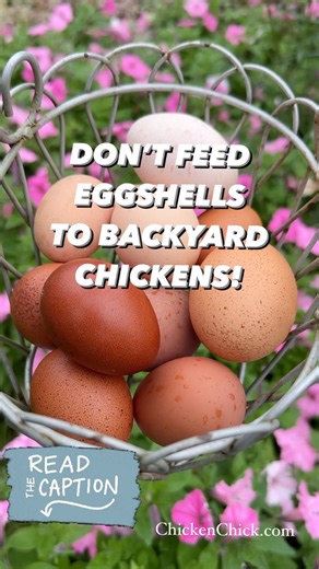 75K views · 423 reactions | Grandma fed eggshells, but laying hens...