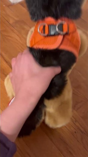 I am in love with his new harness! #essacommunity #essa