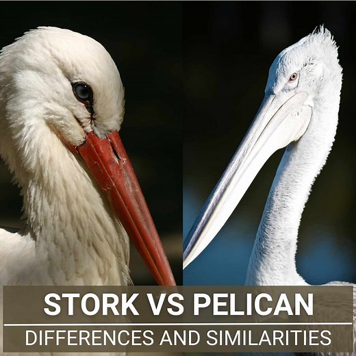 Stork Vs Pelican - Similarities And Differences