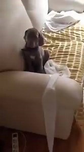 24K views · 379 reactions | Cobra snake protects two puppies fell...