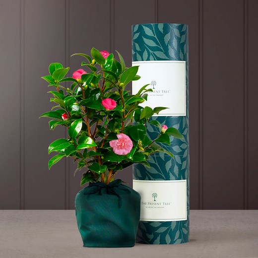 Flowering Camellia Gift | The Present Tree | Gifts of Love