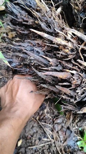 SUPER CUTE COCKROACH 💖 #anyuniqueanimals #insects #wildlife #cockroach