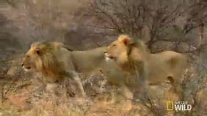 These hyenas stand their ground against a group of lions attempting to steal their kill. Only one group will come out on top... Back-to-back episodes of #AnimalFightNight start now! | National Geographic Animals