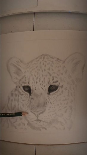 Drawing A Realistic Leopard With Graphite Pencils (Part 1).