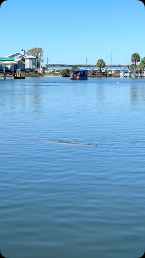 Peek-a-boo! 🫣 ✨ ✨ ✨ BOOK NOW!! 📍Location: Crystal River, Florida 🚘 1 hour and 20 minutes from Tampa! 📚To book call us at (352) 257-1529 or online at www.KaceysCustomAdventures.com #kayaking #threesisterssprings #discovercrystalriver #crystalriver #manatees #paddleboarding #clearwater #crystalriverflorida #manatee #springs | Kacey's Custom Adventures