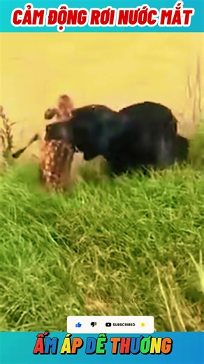 Chó Cứu Người Trong 3 PHÚT NGOẠN MỤC!#sortvideo #ChúChóCảmĐộng