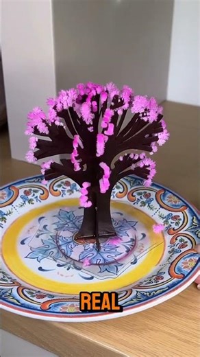 Japanese magic tree. Sekura tree