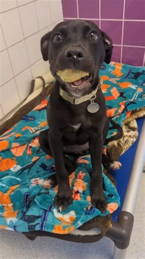 1.1K views · 585 reactions |  #marl #animalshelter #rescue #dogs | Michigan Animal Rescue League | Facebook