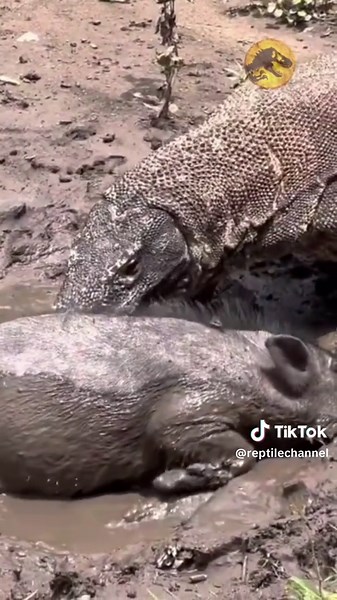 Dragões de Komodo em Ação: Almoço Selvagem