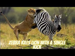 Zebra hunting animal in forest wildlife showdown!WildClashTV
