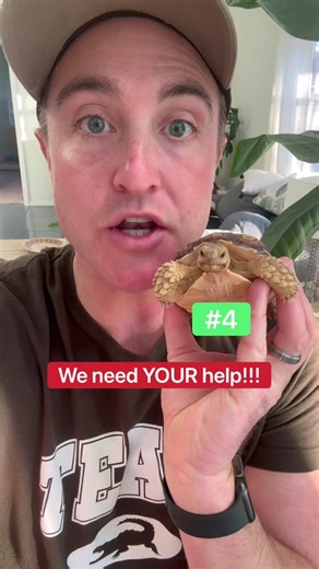 Best Names for Baby Tortoise | Help Us Choose the Perfect Name!