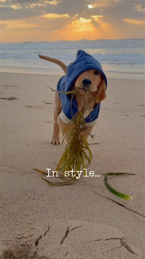 Something fresh just dropped 👀 Meet the new Towel Hoodie 💦 🐕‍🦺 It’s veterinary designed by me with special ComfortSorb™️ fabric, an oversized ear-drying hood and a special Stash pocket for all their beach essentials 😎 It’s making drying fast, fun and fashionable. And it looks 🔥 For Maximum Swag. Minimum Smell. Head to the comments below before my new Towel Hoodie sells out 💨 | Dr Chris Brown