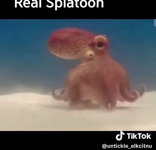 this is real splatoon octo expansion #splatoon #splatoon2 #splatoonoctoexpansion #splatoon2octoexpansion #splatoonmeme #meme #octopus #splatoonfan #splatoonfanedit #edit #fyp #splatoonagent8