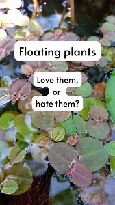 Floating plants, you either love them, or hate them. We investigate why they are so polarising, and suggest our favourite species for fish tanks on our website. Head to https://practical.fish/floatingplants to read more. | Practical Fishkeeping Magazine.