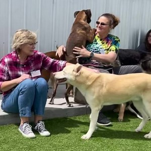 8.1K views · 1.6K reactions | What does a day in the life at a rescue look like? Work? Oh yes! But fun…you’d better believe it! Watch just some of the adorable antics that occur around here on a daily basis. Perhaps you’d like to consider adopting or volunteering with these sweet pups. See our website for more information on either aspect of what we do. #rescuedogs #dayinthelife #adoptable #NMDR | National Mill Dog Rescue | Facebook