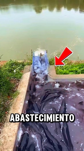 835K views · 3.5K reactions | Es importante climatizarlos... #viralreels #viralpost #reelsviralシ #reelsvideoシ #fypシ゚ #fypシ゚viralシ | JUST PLAY | Facebook