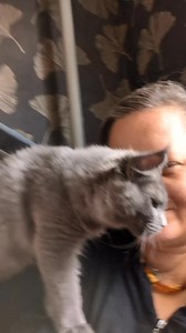 Cuddles and kisses? Yes! | Bristol Maine Coons