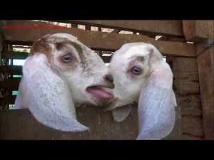 Goats yelling in a goat farm / lot of goats crying -30 Minutes fully animal sound.