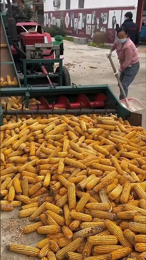 Efficiency at work - the corn sheller never stops. #agritech #shorts