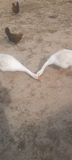 angery brids #viralshort