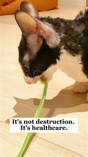 Why Does My Cat Eat My Plants? 🌿 | Cornish Rex Cat Facts #cats #catfacts #catbehaviour