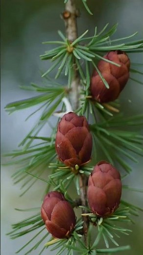 4 reasons why the Nikon D100 is the best Vintage Digital Camera