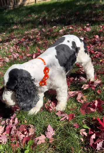 Fancy Haircut Tips for English Cocker Spaniels
