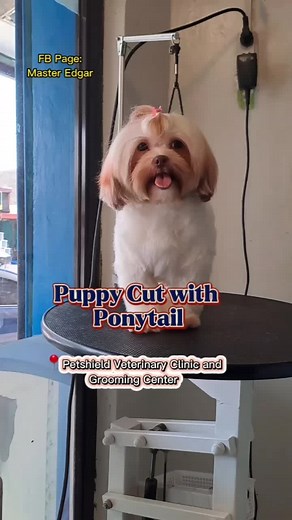 Puppy Cut Grooming Tips and Tricks