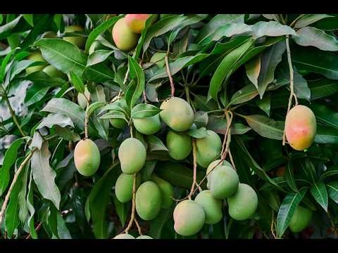 Mango Tree#mango #tree #garden