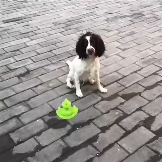 Meet Geo-Gem: a geometric toy made for catch-and-chase fun. Every unpredictable bounce keeps your dog happy and excited! | PetDreamHouse