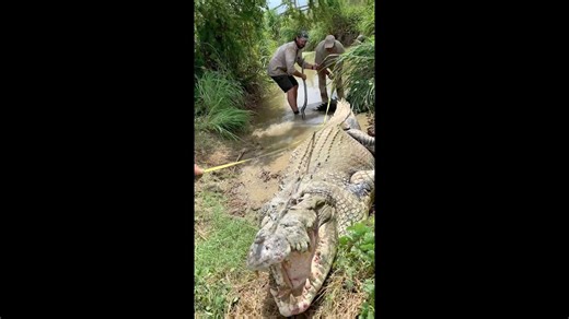 Coolest animals from around the world!