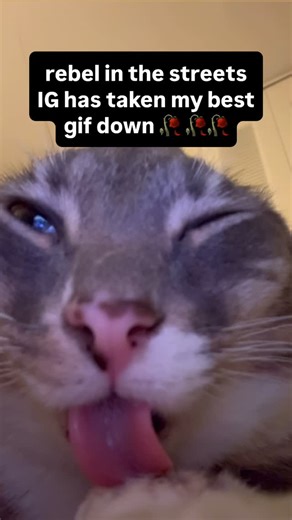 Rigby Cat on Instagram: "the things i see on this app bro and they take down a rigby gif, count your dry clothes zuck you’re about to enter the splash zone • • • #catsofinstagram #explorepage #blep #catreels #rigbycat #reels #sillycat #gif"