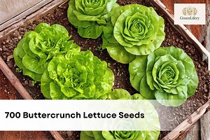 700 Buttercrunch Lettuce Seeds | NON-GMO | Crisp Butterhead Variety | Easy-grow Garden Vegetable | Heirloom Salad Green - Etsy