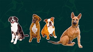 Types of variation - Inheritance and genetics - KS3 Biology - BBC Bitesize