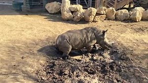 18K views · 46 shares | Splish splash, Stormy’s takin’ a (mud) bath! | San Antonio Zoo | Facebook
