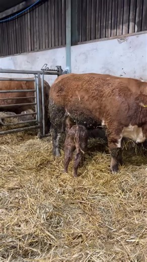 This heifer doesn’t know to let her calf suck! #sucklerfarming #farmlife #fypシ゚viral #cowmakers