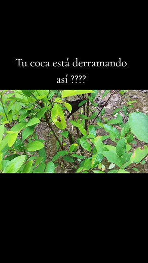 Enfermedad por mucha humedad y hongos. prevenimos todo esto con : 1na mano de cal hidratada. 20ml de cobre. 30 ML de Acronis. 40 Ml de Calcio Boro posteriormente después de esta aplicación hacemos el seguimiento y volvemos a los 7 a 9 días.