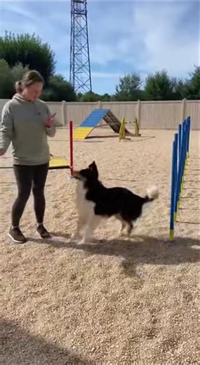 Dog Understands Hand Signals Like a Pro 🧠🐾#shorts #petintelligence #viral