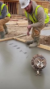 640K views · 1.9K reactions | Construction Crew Gets The CUTEST Uninvited Guest! 藍 (AI) | Crafty Panda | Facebook