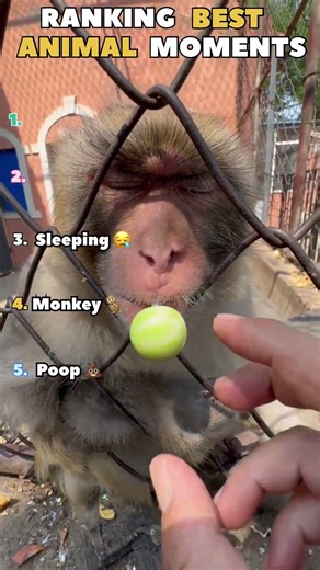 Funny animals are conquering the world! This is a collection of funny videos