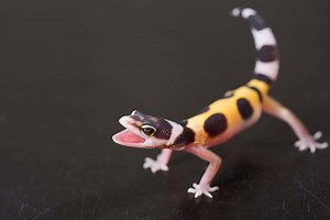 Baby Leopard Gecko: 10 Pictures and 10 Amazing Facts