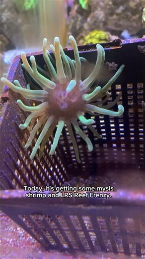 What’s my anemone eating today?? #aquarium #exoticaquariumfish