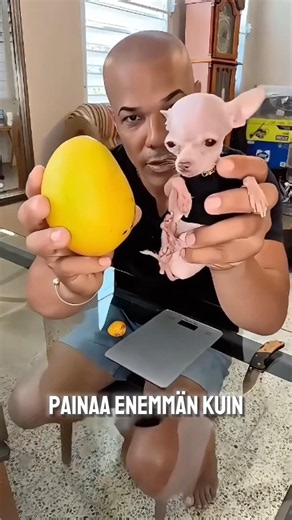 Pieni koira mahtuu kengän sisään??😂 #shorts #commentary