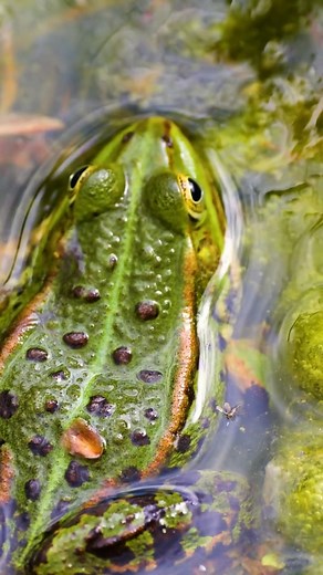 TALKING SPANISH Frog🐸! | Frogland