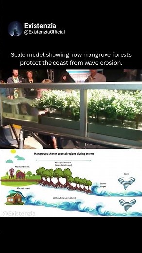 How mangrove forest protects the coast
