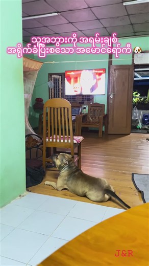 ခွေးပြောင်လေး 🥰 #Mg_Rocky #Love #HappyDog #Jacky&Rocky