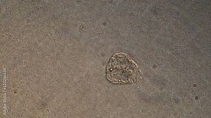 Microscopy of protozoa in the water sample. Magnification 300x microorganism under microscope in active movement.