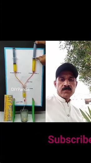 kidney blood area filtration process #youtube