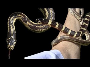 California Kingsnakes, A Guide
