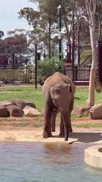 The Incredible Intelligence of Elephants